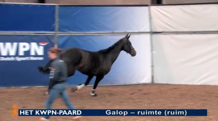 Galop - ruimte