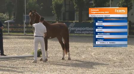 Driejarige stermerries aan de hand