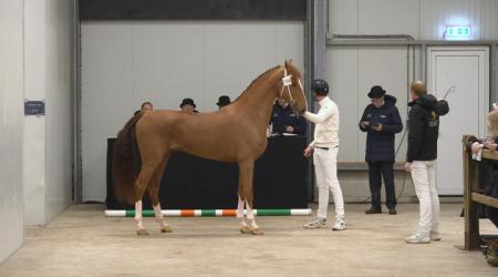 Hengstenkeuring Tuigpaard 2026 - Straatje (Groep 2)
