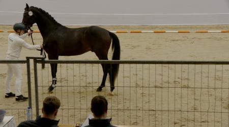 313. THORIAN D' APARDI