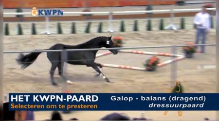 Galop - balans