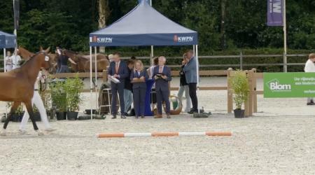 Nationale Veulenkeuring - Merrieveulens Gelders Paard