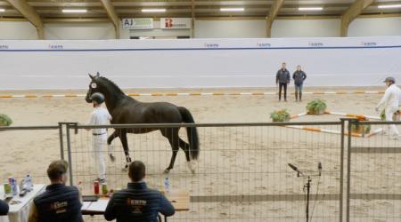 391. TESTAROSSA APPLE