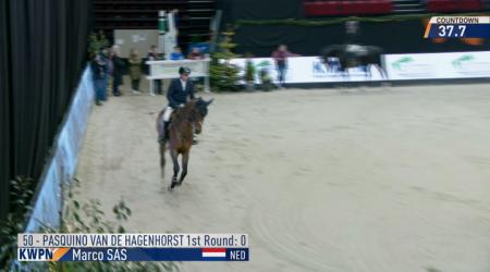 050. PASQUINO VAN DE HAGENHORST (Tweede Manche)