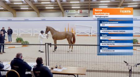 020. HORSEDEALS PRINCE TARZAN