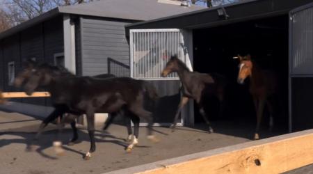 KWPN Ontmoet - Danser