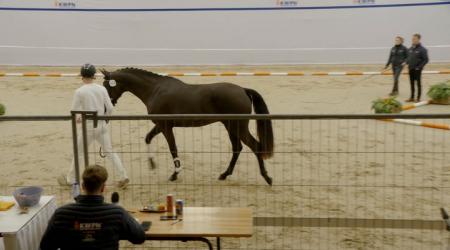 428. LE FORMIDABLE AMOUR JKH Z