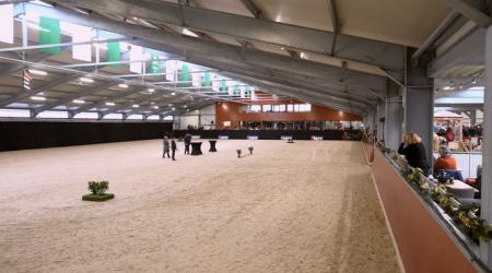 Show Goedgekeurde Hengsten Jaargang 2025