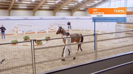 134. PLEASURE VAN DE MOERVELDEN Z