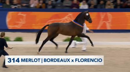 Presentatie Premiehengsten dressuur