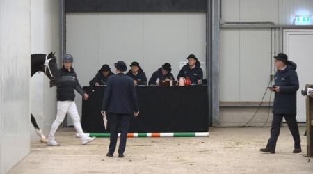 Hengstenkeuring Tuigpaard 2026 - Straatje (Groep 6)