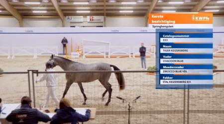 033. TIGER KEIZERSBERG