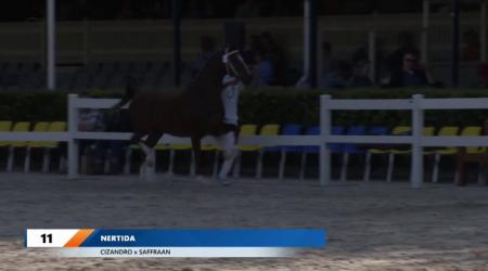 NMK: finale driejarige merries