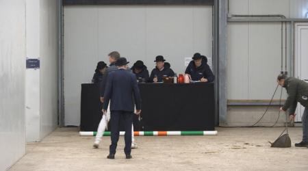 Hengstenkeuring Tuigpaard 2026 - Straatje (Groep 4)