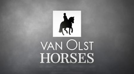 Hengstenshow Van Olst Horses