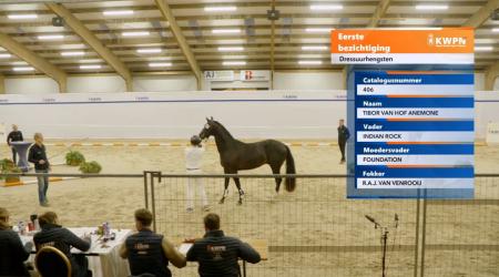 406. TIBOR VAN HOF ANEMONE