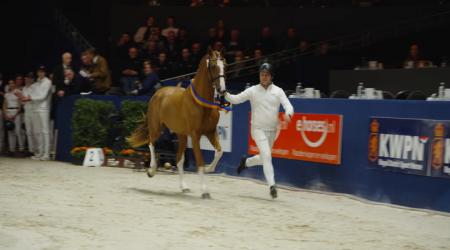 Interview fokkers van kampioenshengst dressuur
