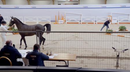 023. CINSAULT DE FER V T STUDUTCH Z