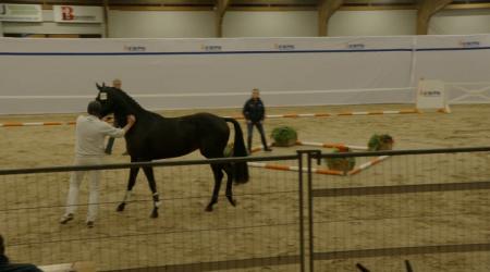 522. Total Attraction VDV