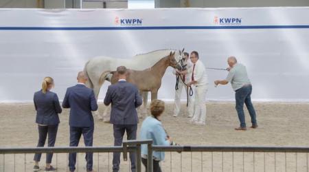 Nationale veulenkeuring - Merrieveulens springen (groep 1)