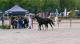 Selectie Hengstveulens dressuur groep 4