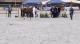 Driejarige merries Gelders Paard
