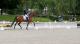 Halve finale Pavo Cup - 6-jarige Dressuurpaarden Groep 1