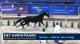 Galop - afdruk