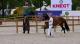 Selectie Driejarige merries dressuur groep 1