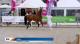 KWPN Kampioenschappen - Gelders Paard