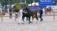 Selectie Hengstveulens dressuur groep 3 