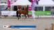 4 t/m 7 jarige ster, keur en elite merries Gelders Paard